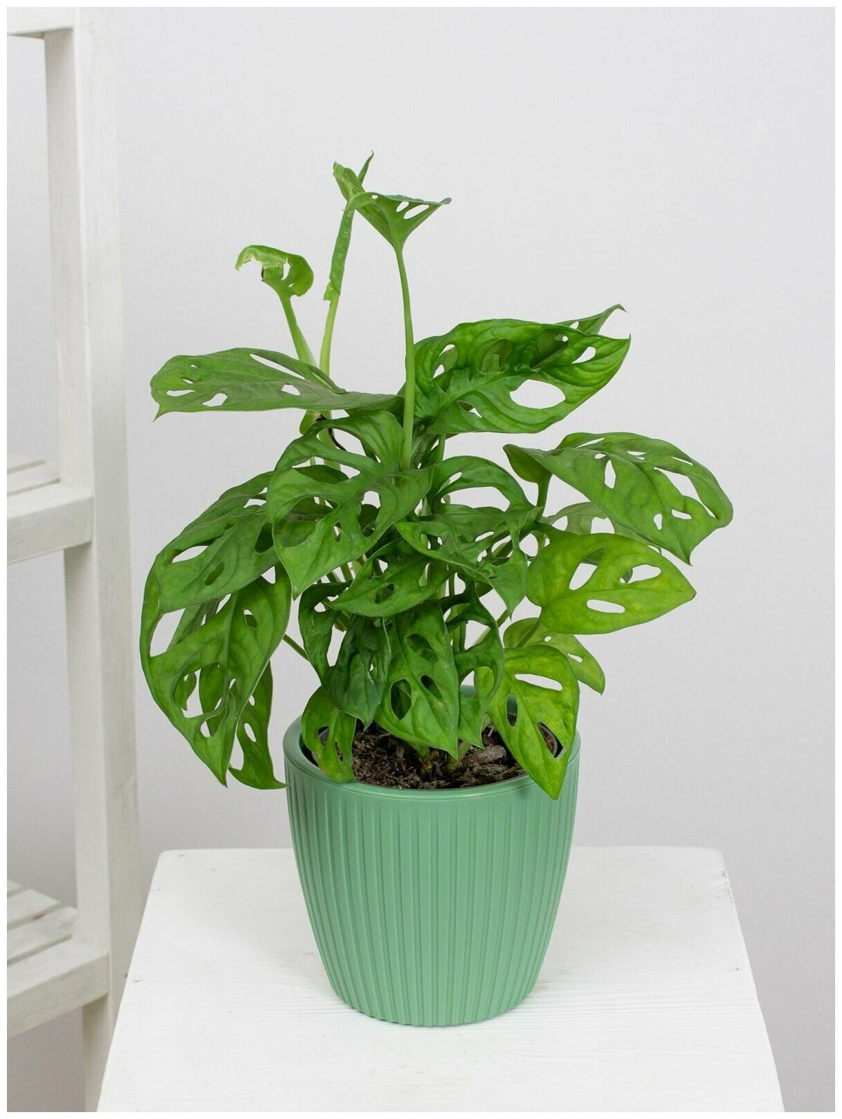 Монстера Обликва Манки маск высота 25-35 см в кашпо Эви VipSet 15л d14 см цвет зеленый