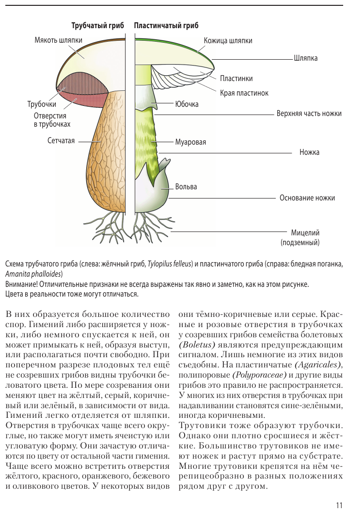 Грибы (Флюк М.) - фото №16