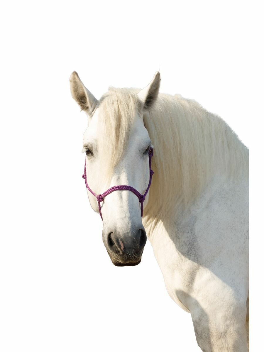 Sweethorse / Недоуздок веревочный для лошади, фиолетовый, размер Full — фото 1