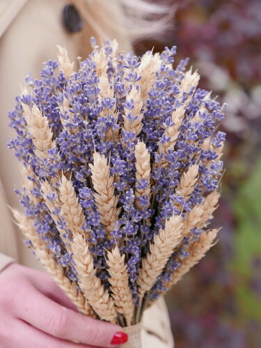 Изображение товара Букет из сухоцветов лаванды и пшеницы от студии цветов клумба. москва