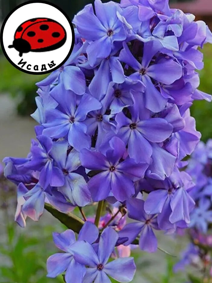 Флокс 