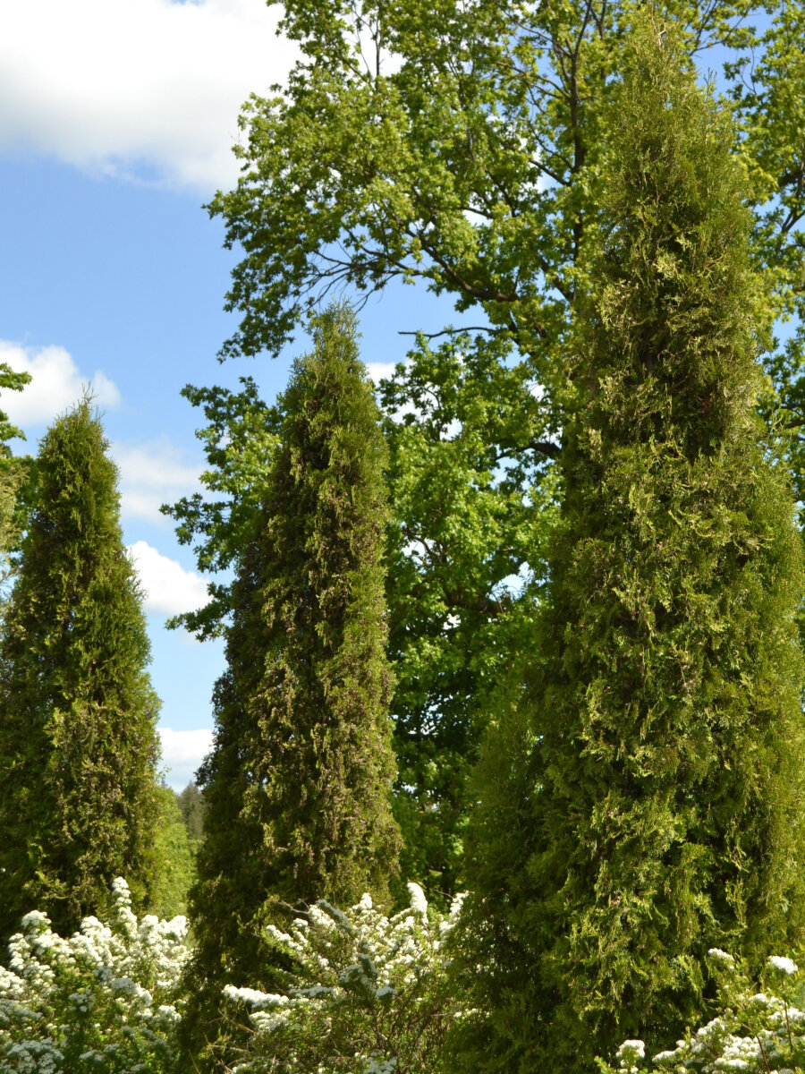 Туя западная 