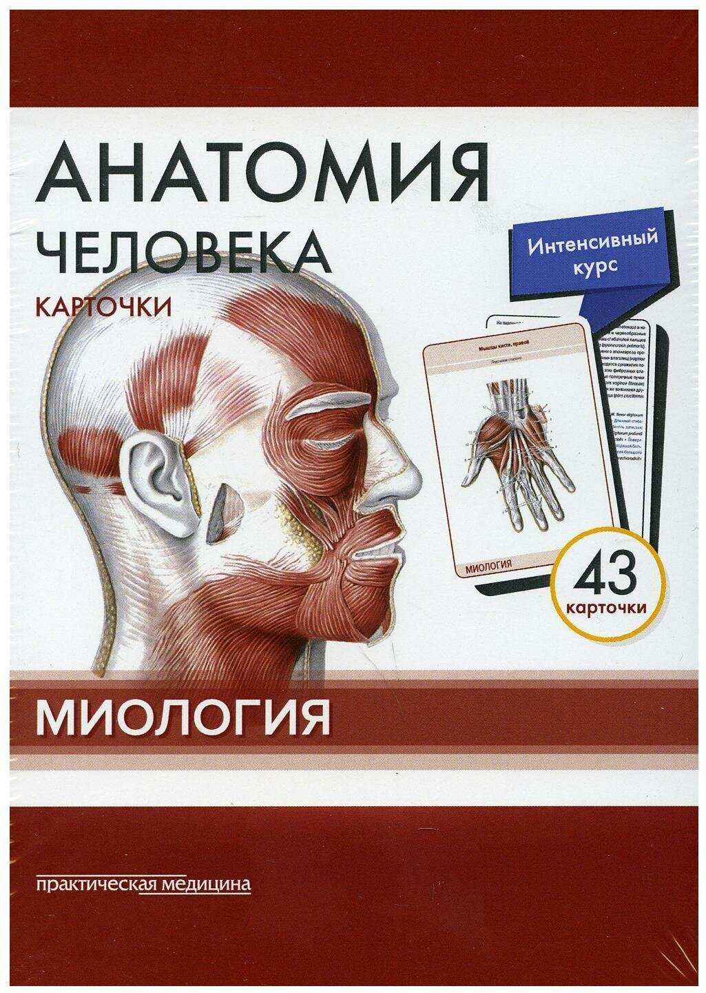 Анатомия человека. Миология. (43 карточки)