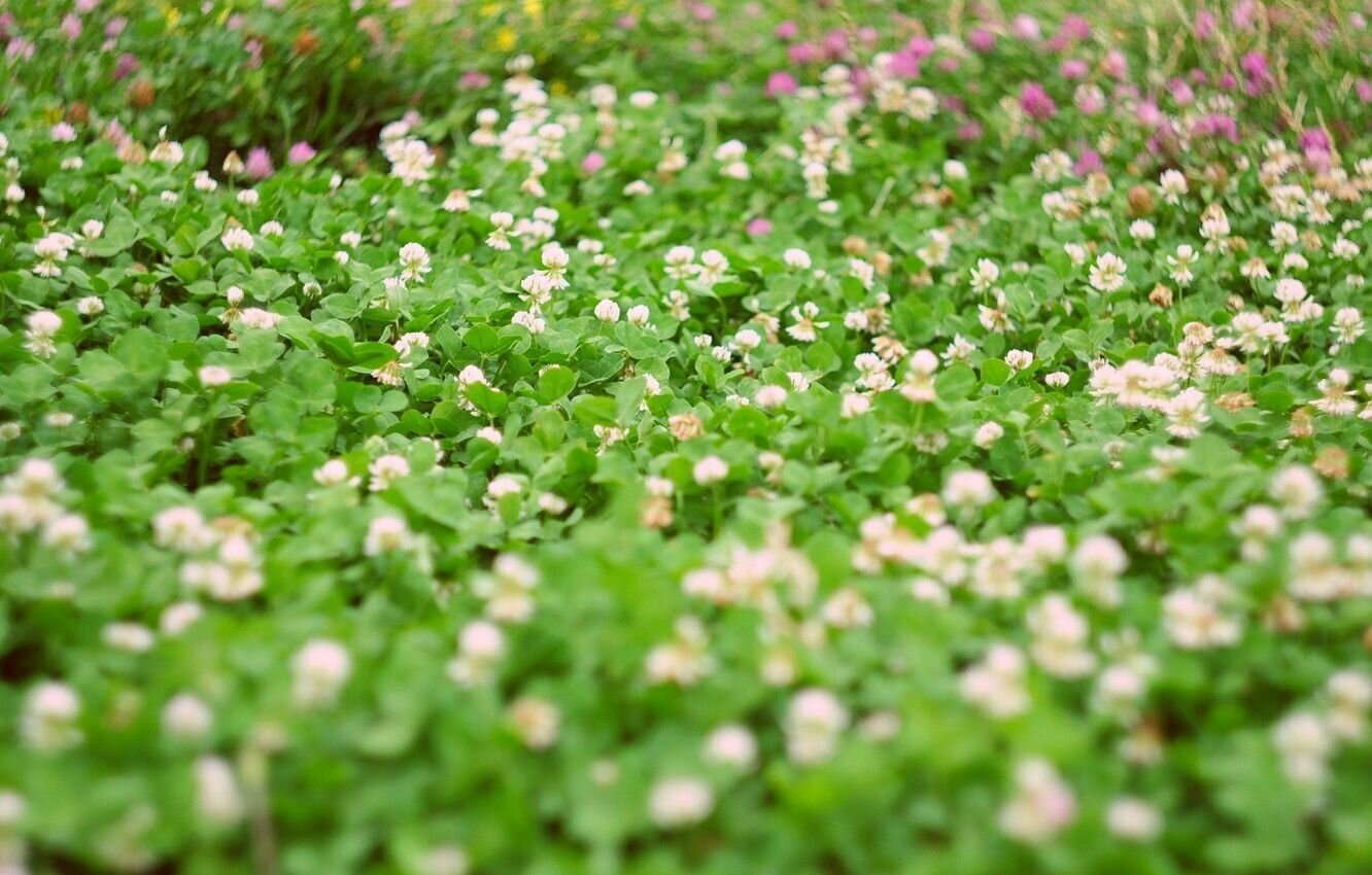 File:Trifolium repens 001.JPG - Wikimedia Commons