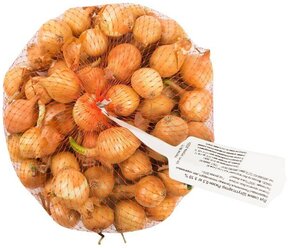 Лук-севок "Штутгартер ризен" 0,5 кг: сорт отличается от множества аналогичных подвидов размерами луковиц. При разумном уходе вырастают до 250 грамм