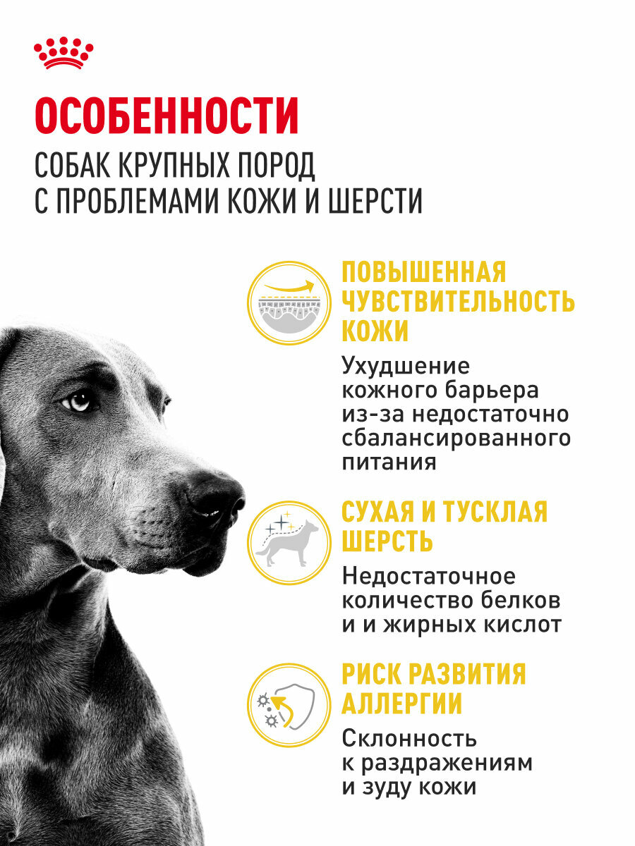 Сухой корм для собак крупных пород Royal Canin Maxi Dermacomfort при раздражении и зуде кожи, 10 кг — фото 1