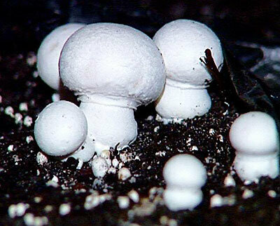 Шампиньон белый на компосте (60 мл.) для самостоятельного выращивания