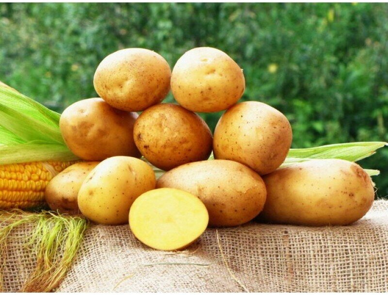 Картофель семенной селекционный сортовой наташа клубни 3 кг - фотография № 8