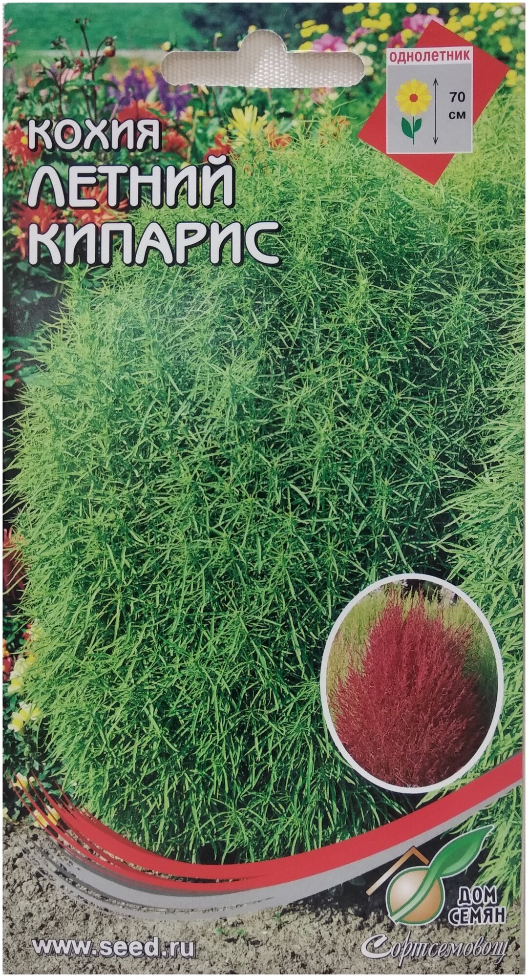 Кохия Летний Кипарис, 70 семян