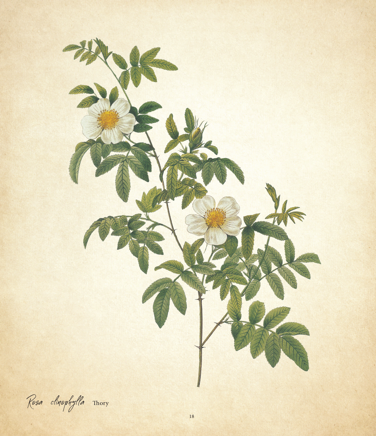 Цветы. Шедевры ботанической иллюстрации Пьер-Жозефа Редуте - фото №17