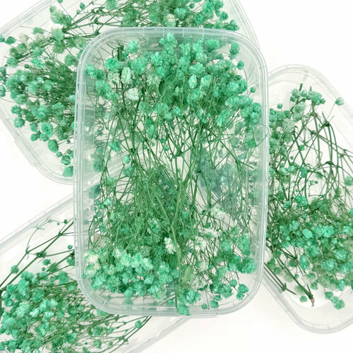 Сухоцветы Гипсофилы, бирюзовые голубой, бирюзовый