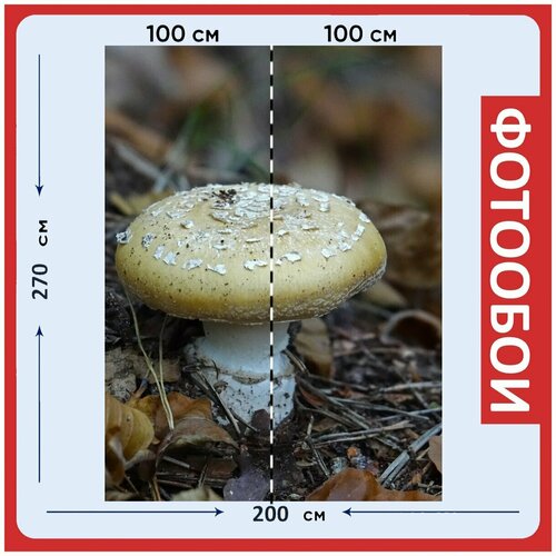 Фотообои Грибы гриб коричневый 200x270 см флизелиновыена стену 2970₽