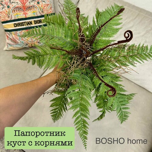 Папоротник декоративный с корнями диаметром 40см