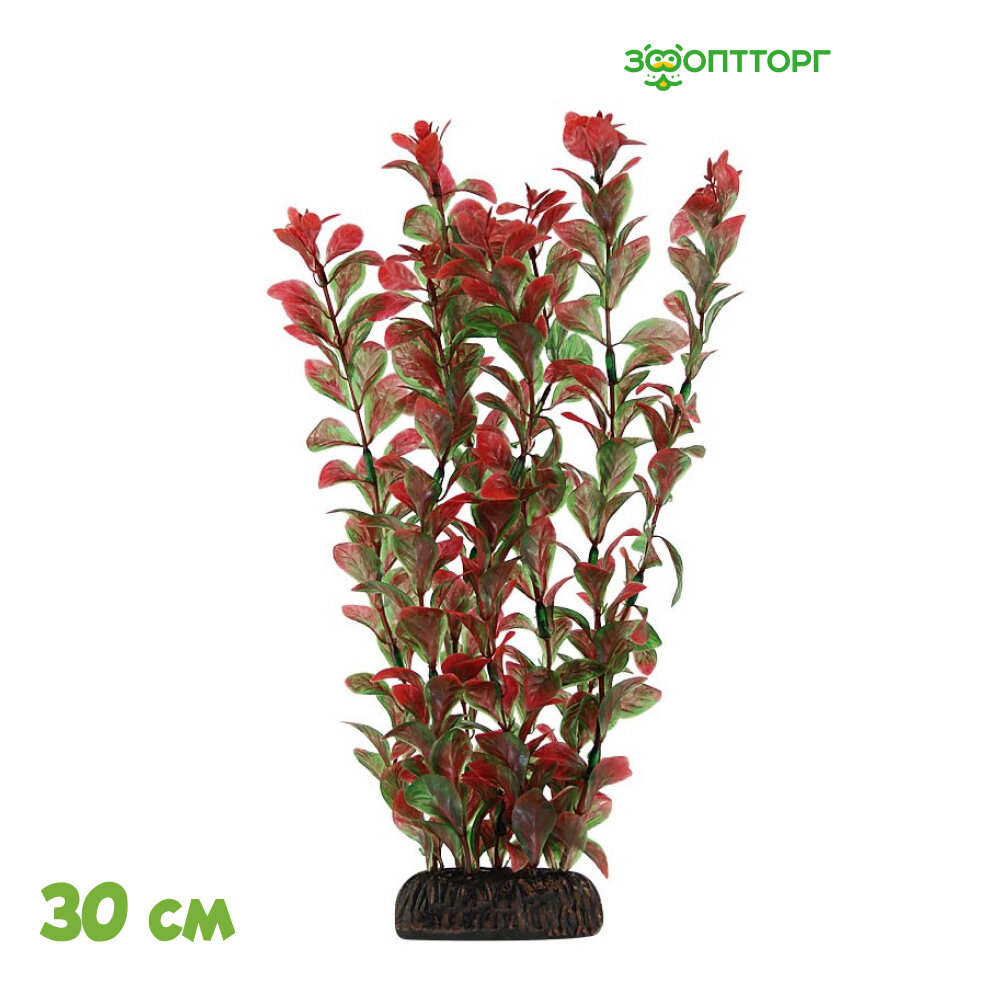 Laguna растение 