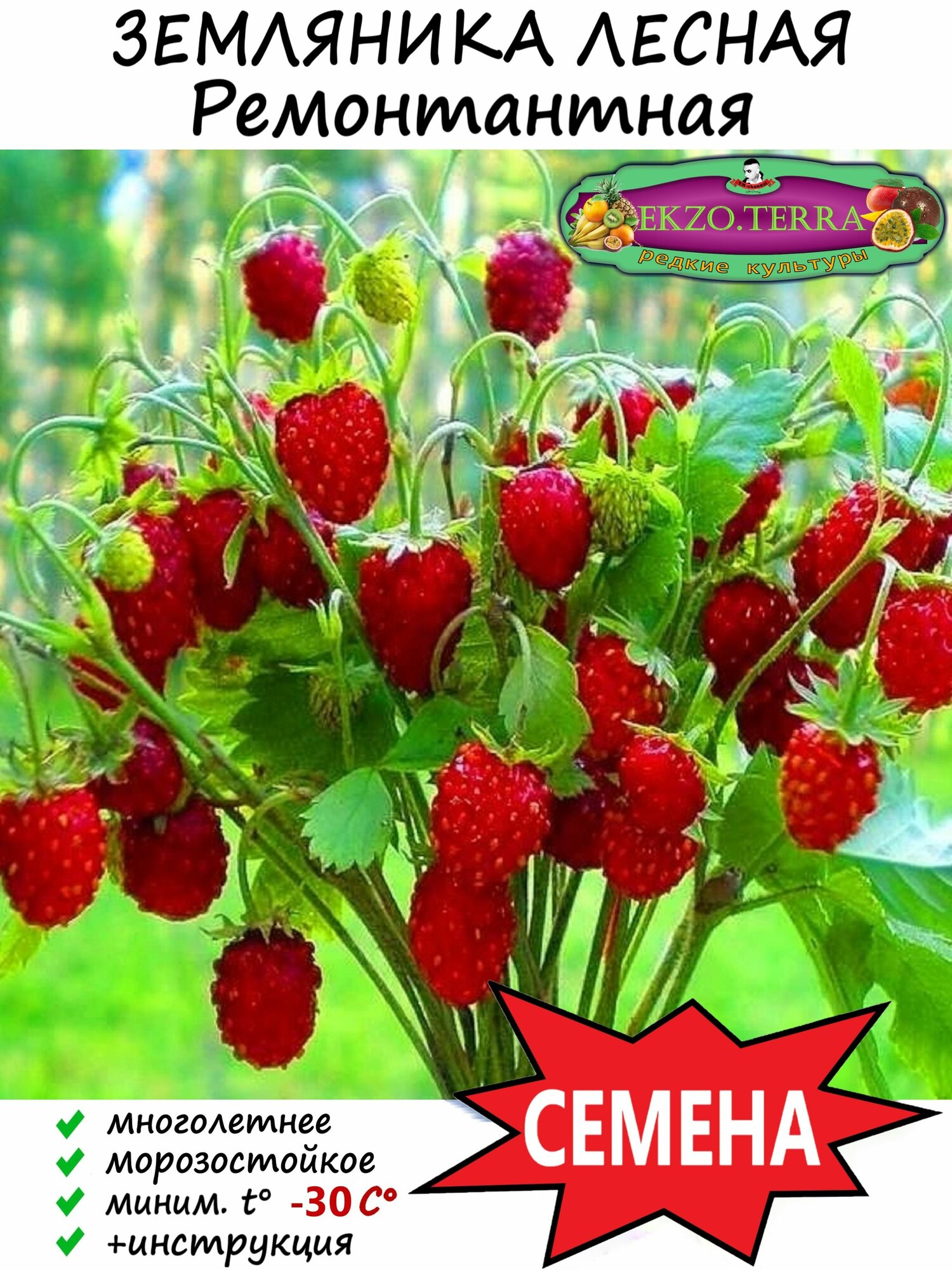 Семена Земляника Лесная 5 шт.