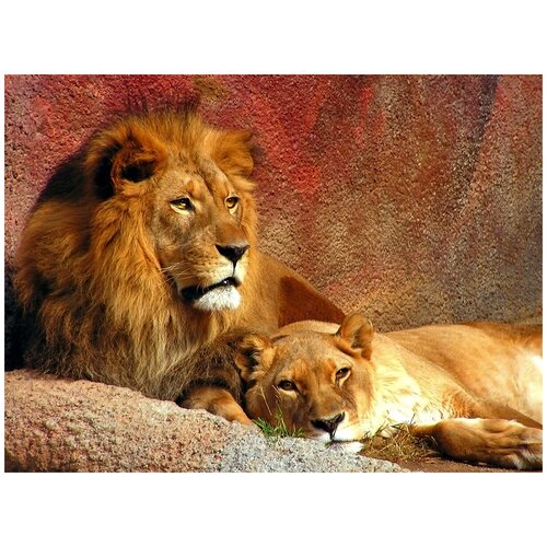 Фотообои Уютная стена Влюбленная пара львов 360х270 см Бесшовные Премиум (единым полотном)