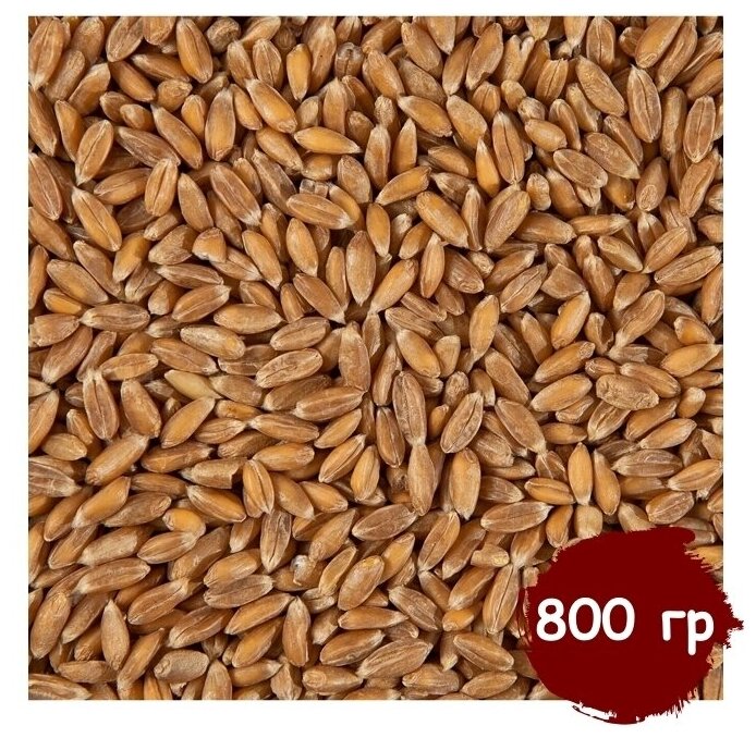 Пшеница для проращивания (кубанская), витграсс, здоровое питание, Вегетарианский продукт, Vegan 800 гр