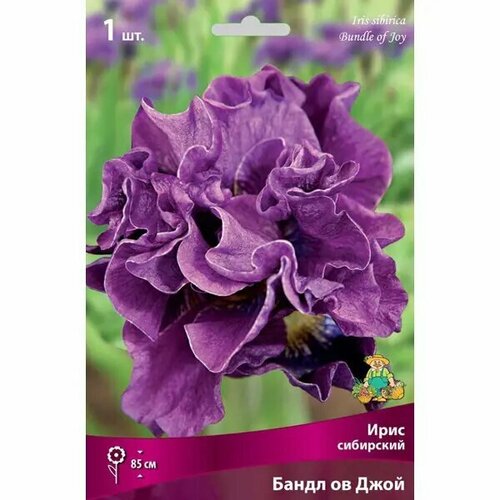 Ирис сибирский Бандл Ов Джой луковица I 2003₽