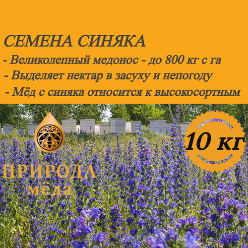 Семена синяка - 10 кг
