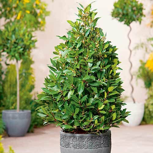 Лавр Благородный