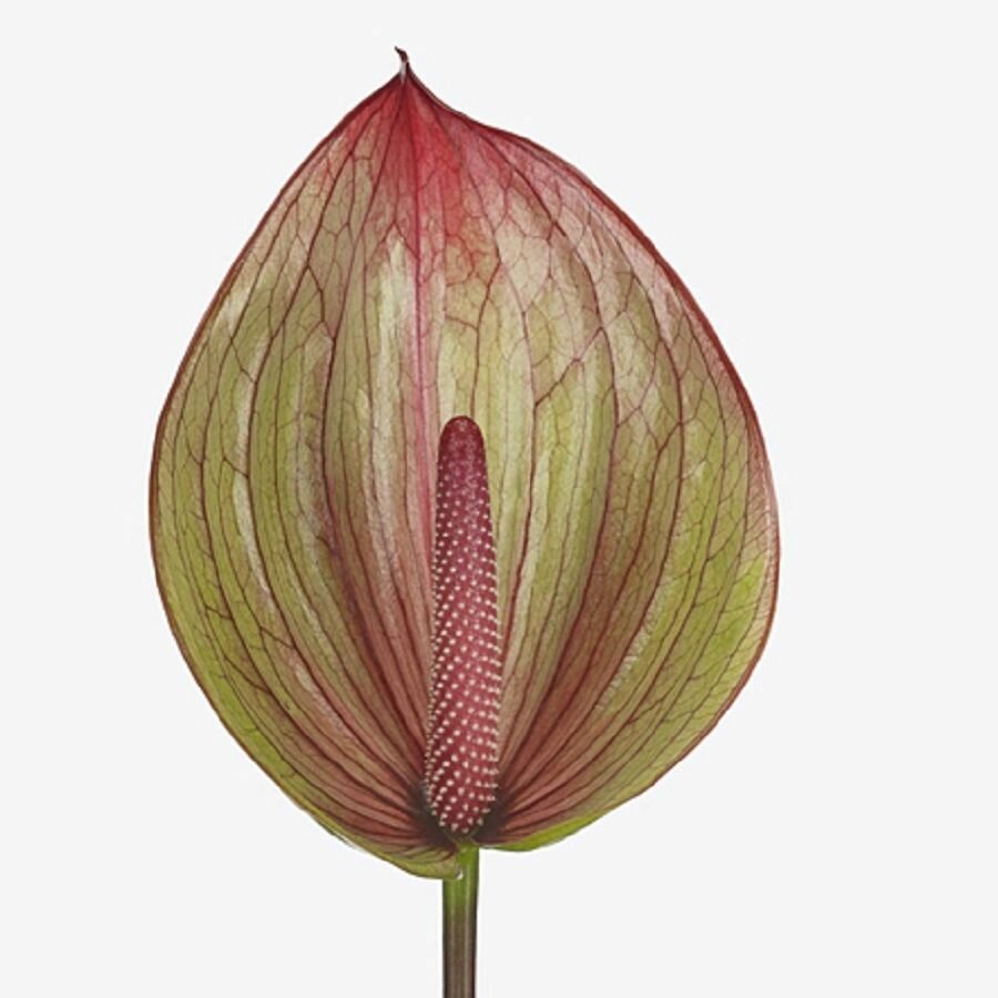 Антуриум Барика Anthurium Barika семена