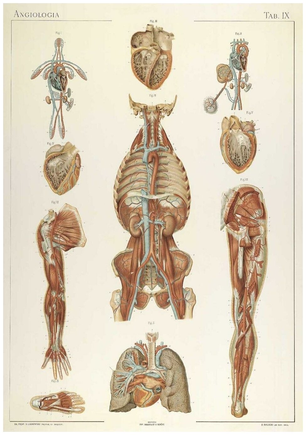 Постер / Плакат / Картина Анатомия - Строение сердца и кровообращения человека 40х50 см в подарочном тубусе