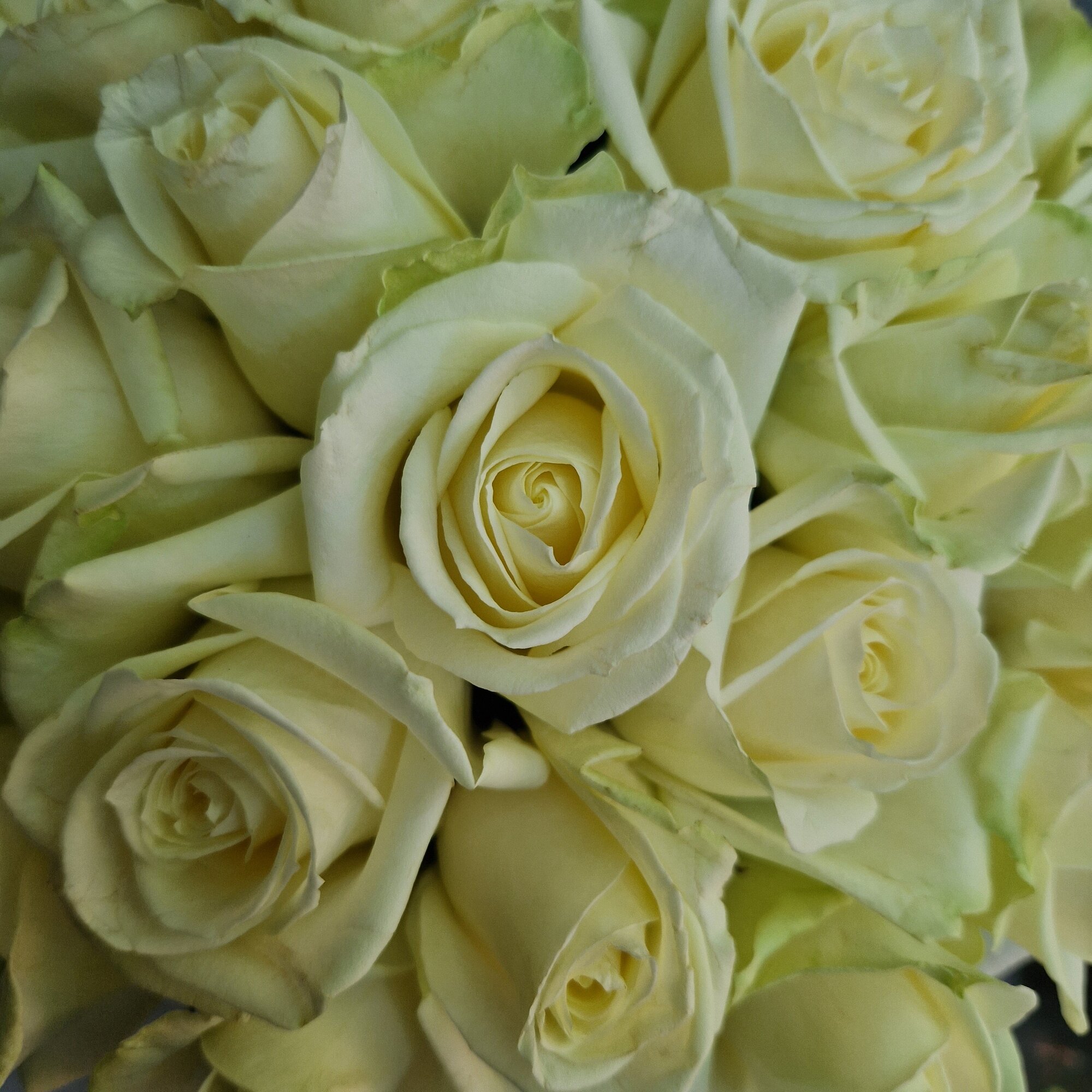 Розы Медиум 21 шт белые 35 см (на фото 25 шт) арт.12764