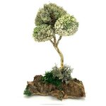 Сувенирное дерево с цетрарией (28 см) - изображение