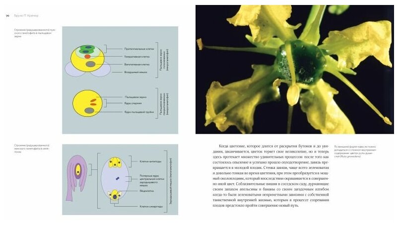 Цветы: Естественная история (Кремер Бруно П.) - фото №7