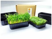 Лотки / Контейнеры для выращивания микрозелени или рассады разные по высоте 55 мм и 35 мм в наборе 30 шт