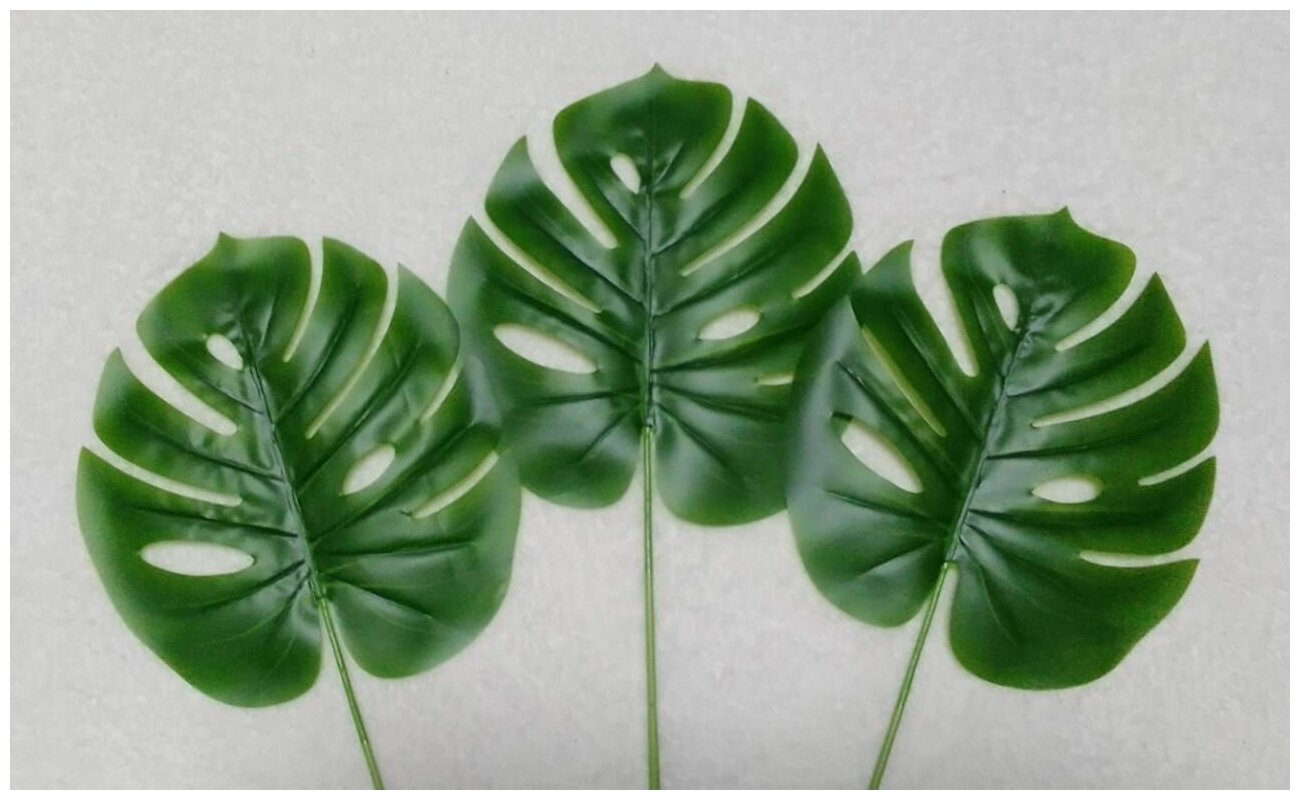 Monstera hojas marrones