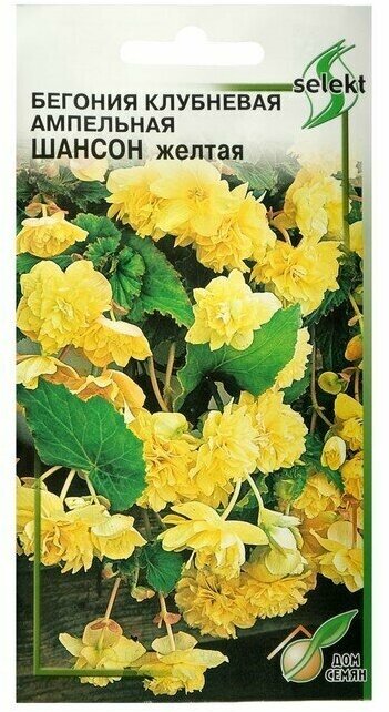 Семена цветов Бегония ампельная Шансон клубневая желтая 10 шт 6 упаковок