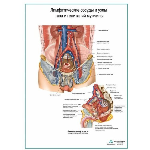 Лимфатические сосуды и узлы таза и гениталий мужчины плакат, матовый холст от 200 г/кв. м, размер A1+