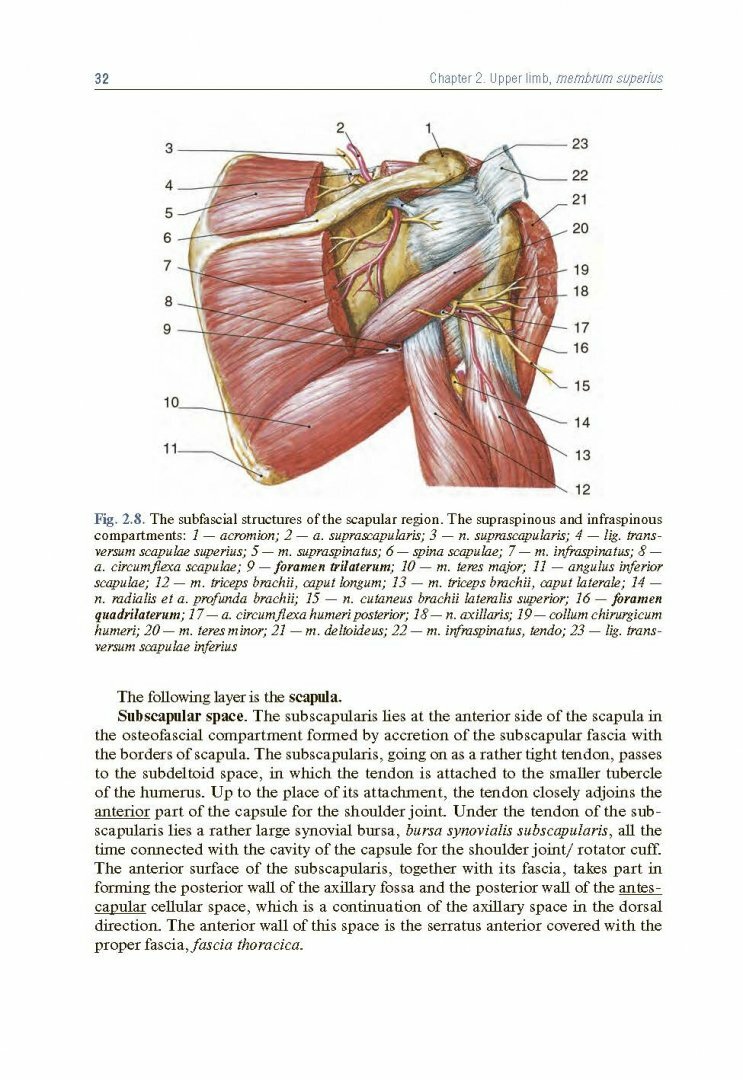 Topographic Anatomy and Operative Surgery. Textbook - фото №9