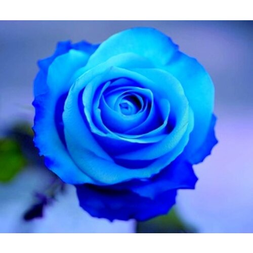 Алмазная мозаика на подрамнике полное заполнение 30х30 см Синяя роза дикая роза мозаика на подрамнике 30х30 белоснежка 30х30 624 mt s