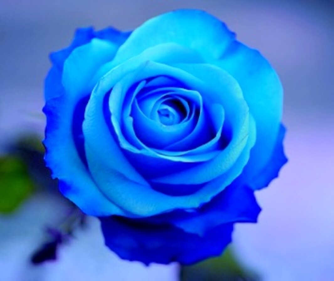 фото Алмазная мозаика/ 30х30 см/ полное заполнение/ на подрамнике/ Синяя роза