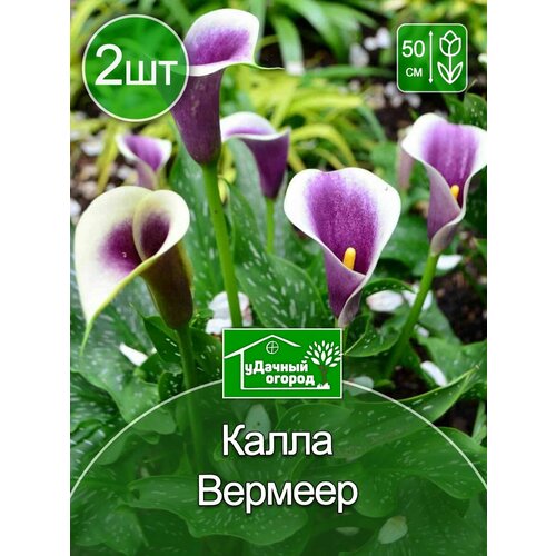 Калла Вермеер 2 шт.