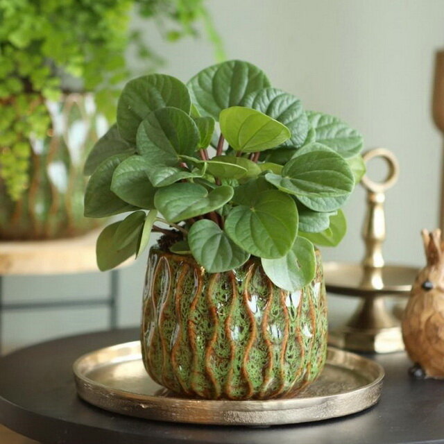 фото Ideas4Seasons Керамическое кашпо Nueva 15 см зеленое 33555