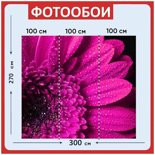 Фотообои Цветок розовый роса 300x270 см флизелиновыена стену 3940₽