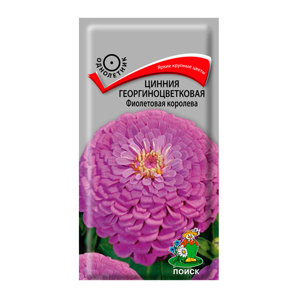 Цинния георгиноцветковая Фиолетовая королева Поиск 01 г