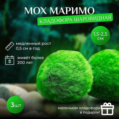 Кладофора Шаровидная Маримо 3 шт 15 - 25см набор подарок 699₽