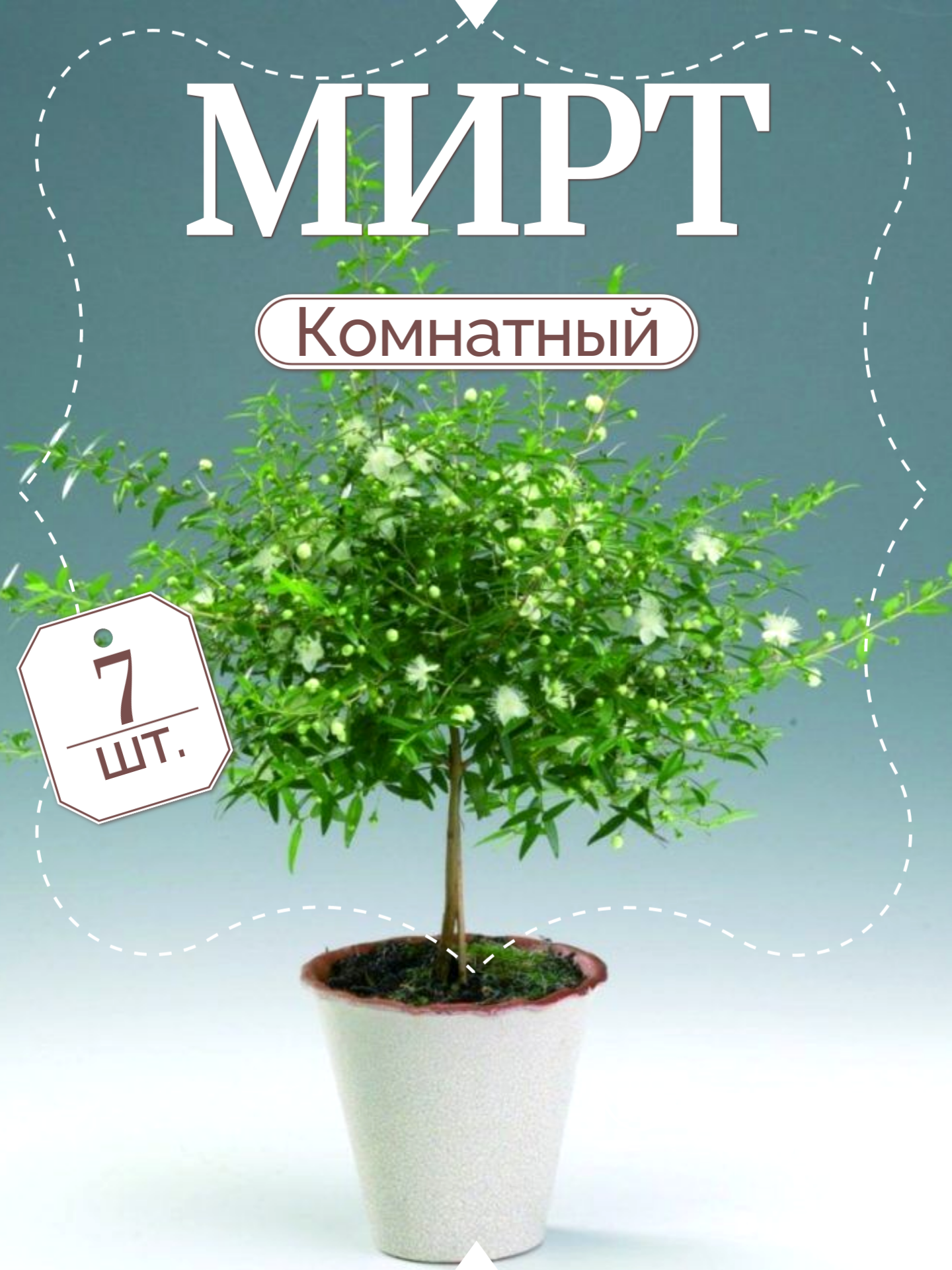 Мирт комнатный  обыкновенный   семена 7 шт 