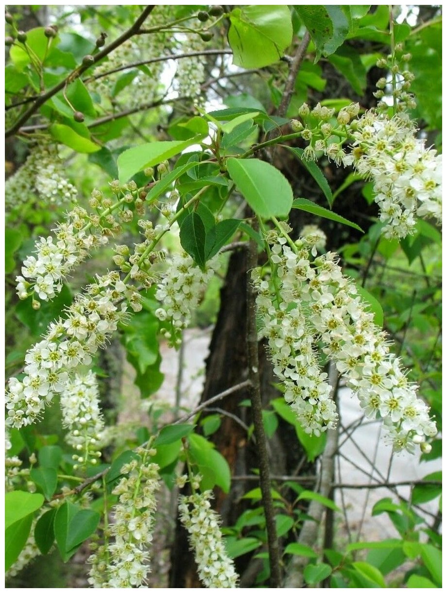 Семена Черемуха поздняя (Prunus serotina) 10 штук