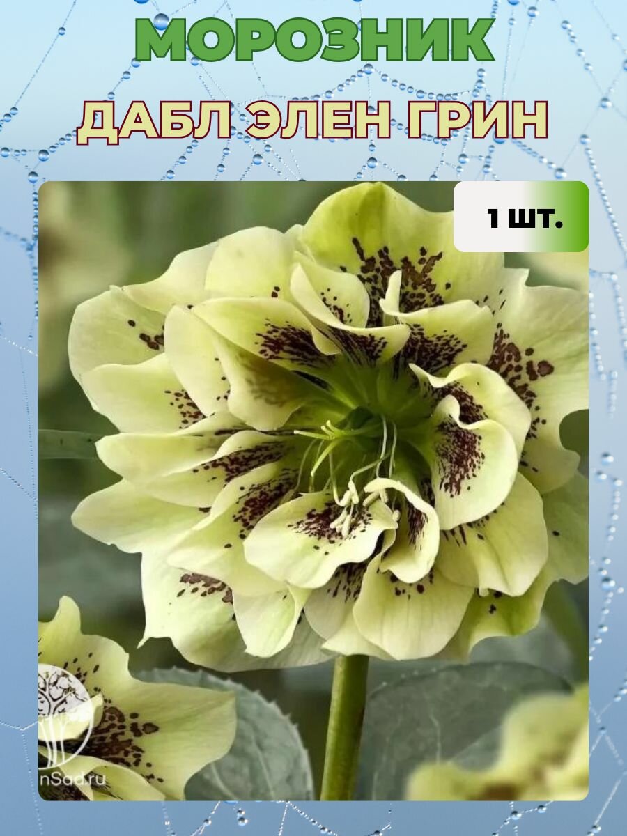 Морозник цветок купить цена — купить по низкой цене на Яндекс Маркете