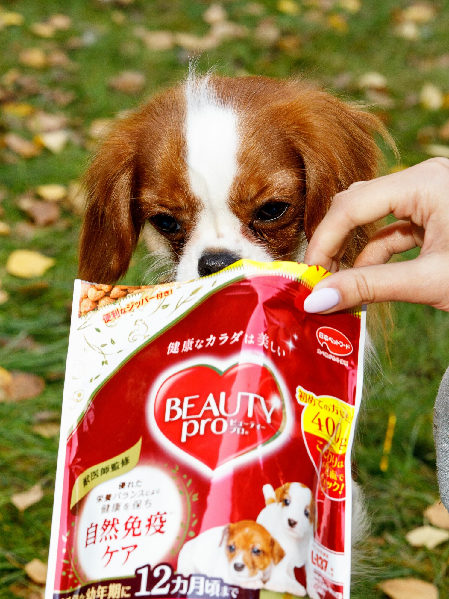 Корм для собак сухой Japan Premium Pet с коллагеном и DHA для развития умственной и физической активности щенка