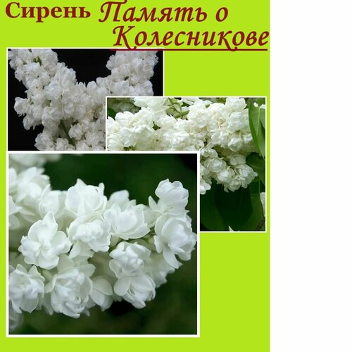 Сирень Память о Колесникове