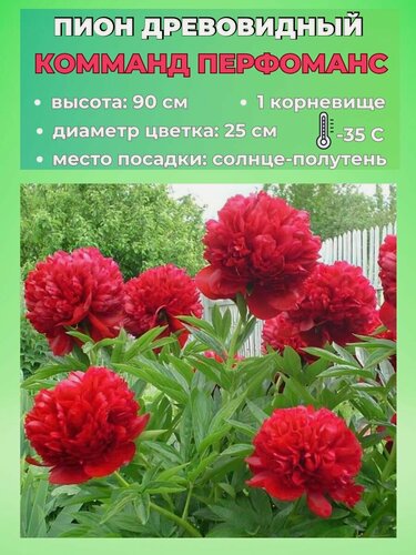 Изображение товара Пион древовидный корневище, 1 штука