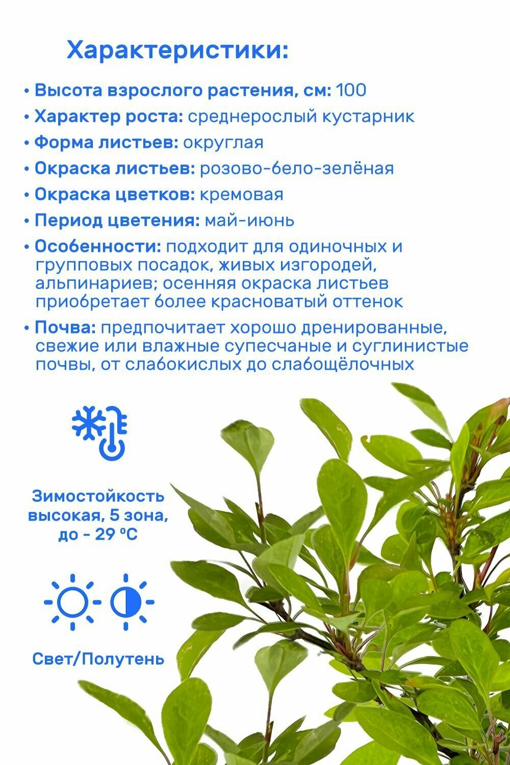 Барбарис Тунберга Natasza (Наташа) 20-40 см в пластиковом горшке 1-2 л, саженец, лиственное живое растение — фото 1