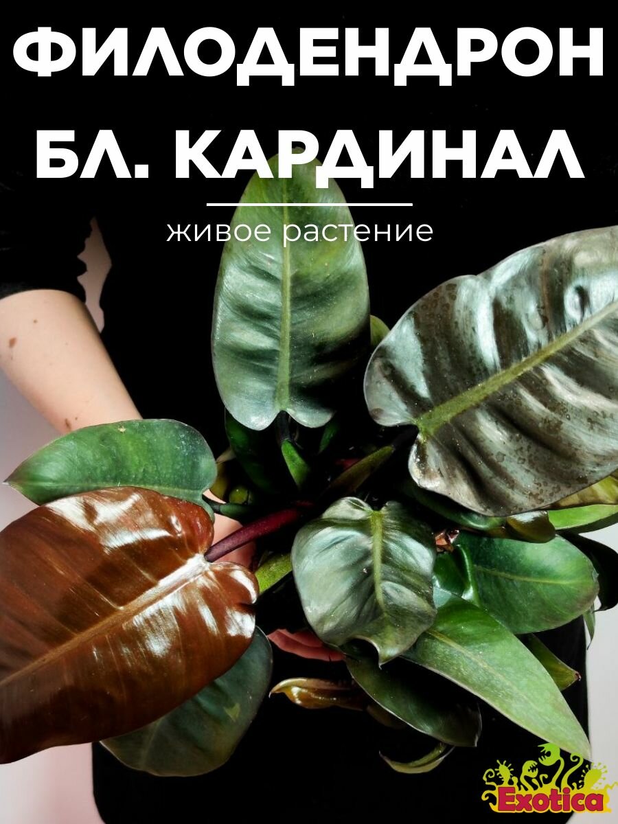 Филодендрон Блэк Кардинал (Philodendron Black Cardinal) D12см комнатный цветок