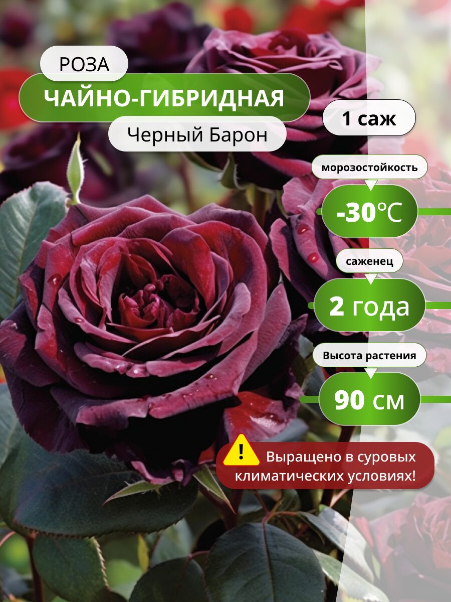 Роза чайно-гибридная Черный Барон (Black Baron) / 1 шт, саженец розы